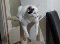 Bandi (2)